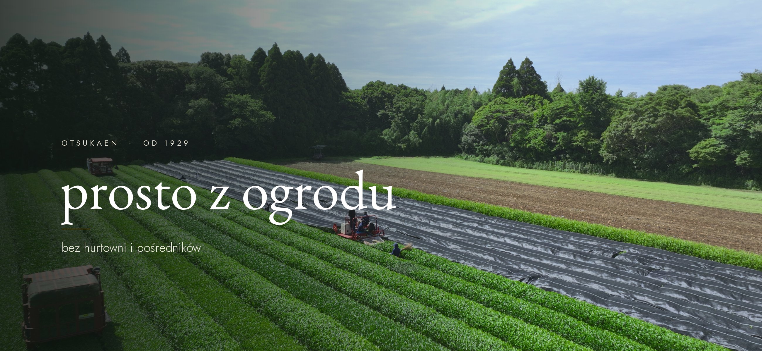 Rzędy krzewów herbacianych na plantacji Otsukaen w Miyazaki